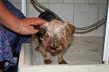 BAIN - YORKSHIRE TERRIER 095